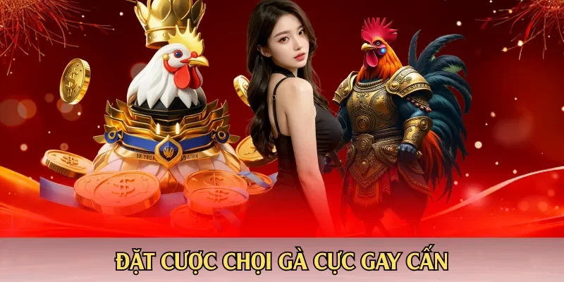 Đặt cược chọi gà cực gay cấn