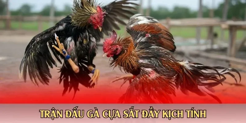 Trận đấu gà cựa sắt đầy kịch tính